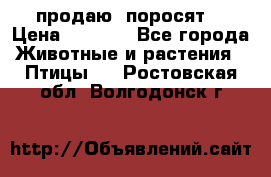 продаю  поросят  › Цена ­ 1 000 - Все города Животные и растения » Птицы   . Ростовская обл.,Волгодонск г.